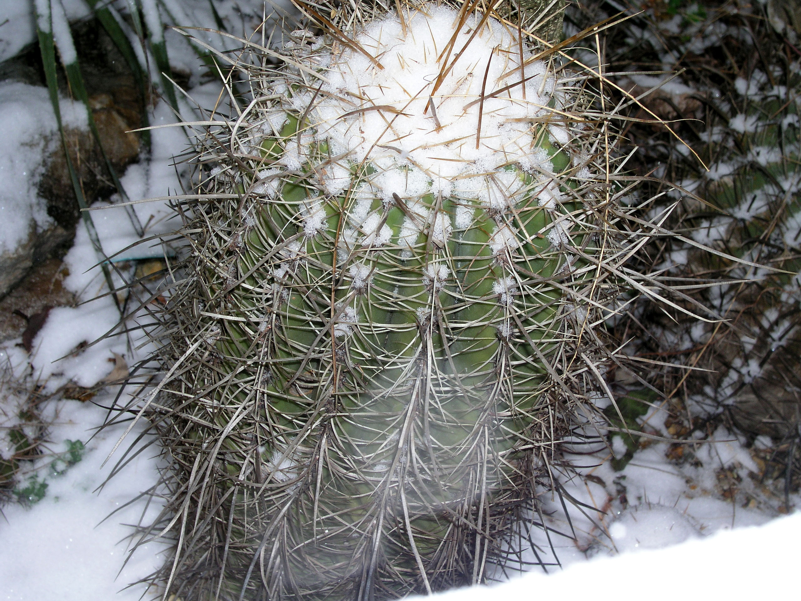 trichocereus_pasacana_just_before_and_during_cold_wave_winter_2006_2007.jpg